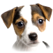 Puppy Pairs game icon